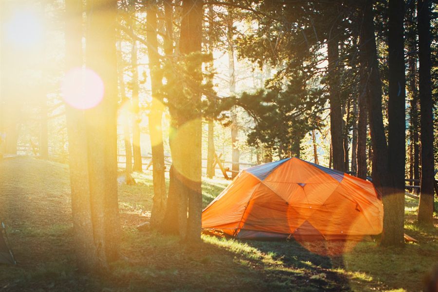 Orange tent in a pine forest